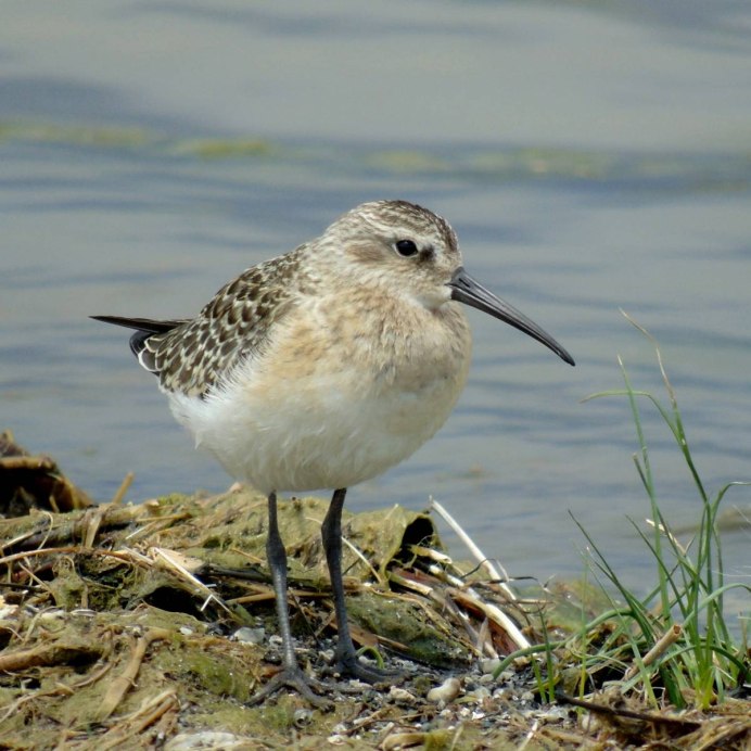 Краснозобик Calidris ferruginea