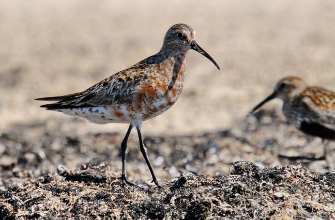 Curlew Sandpiper Calidris ferruginea