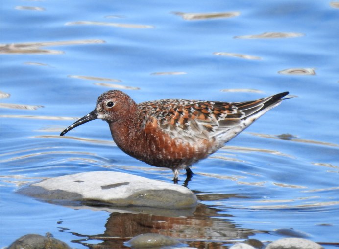 Curlew Sandpiper Calidris ferruginea