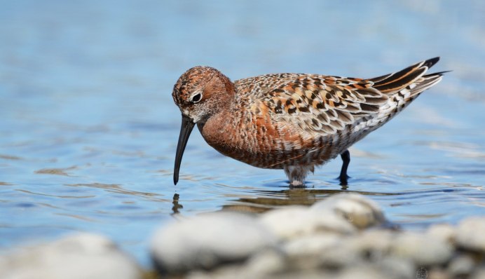 Краснозобик Сахалин фото