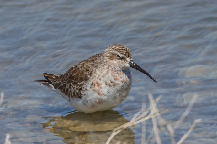 Краснозобик птица