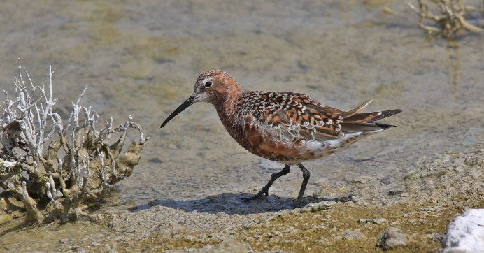Сахалинский чернозобик