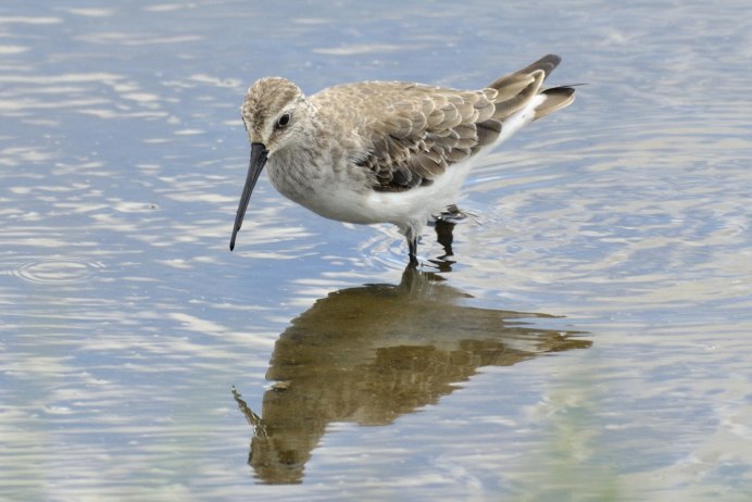 Краснозобик гнездо