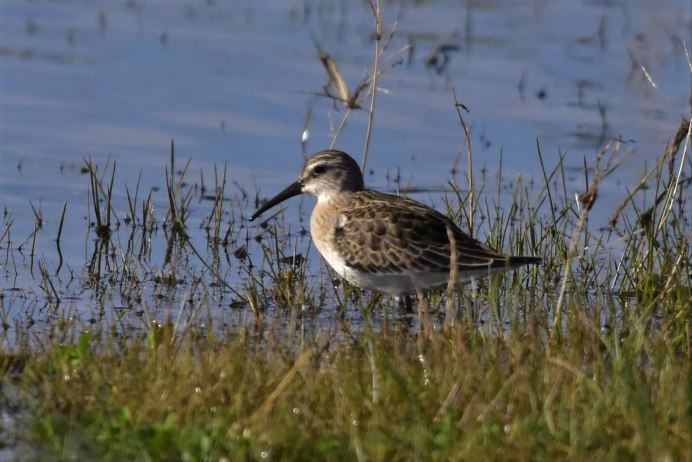 Сообщение краснозобик Calidris ferruginea