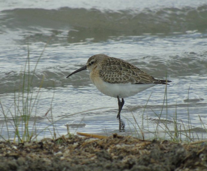 Казахстанские пауки Мангистау