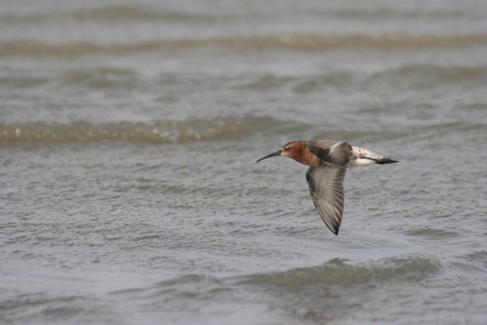 Curlew Sandpiper Calidris ferruginea