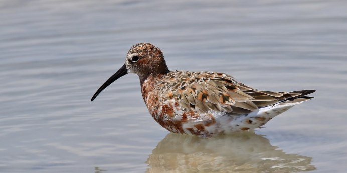 Балтийский чернозобик