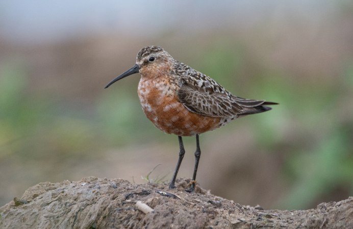 Дрофа Баргузинский заповедник