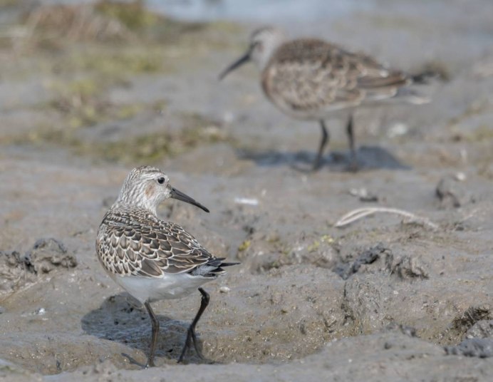 Сообщение краснозобик Calidris ferruginea