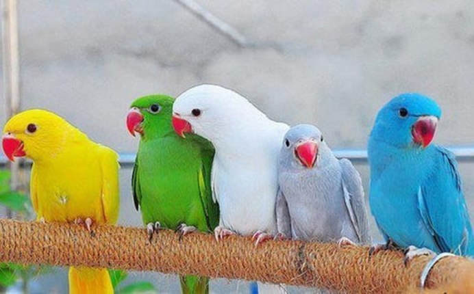 Indian ringneck Parrot