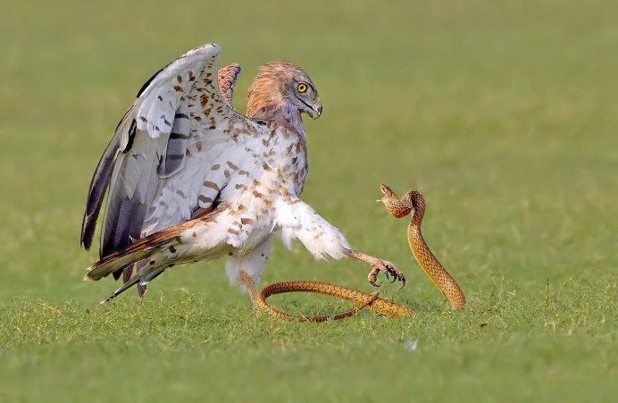 Black Sparrowhawk