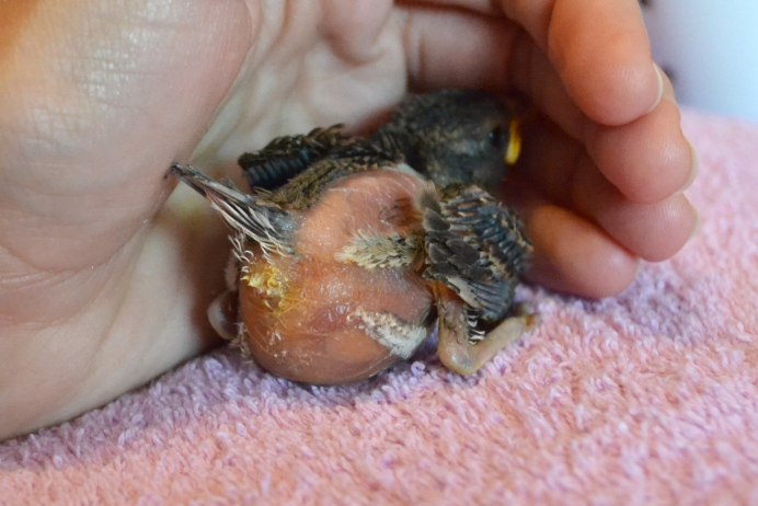 Осоед (Pernis apivorus)