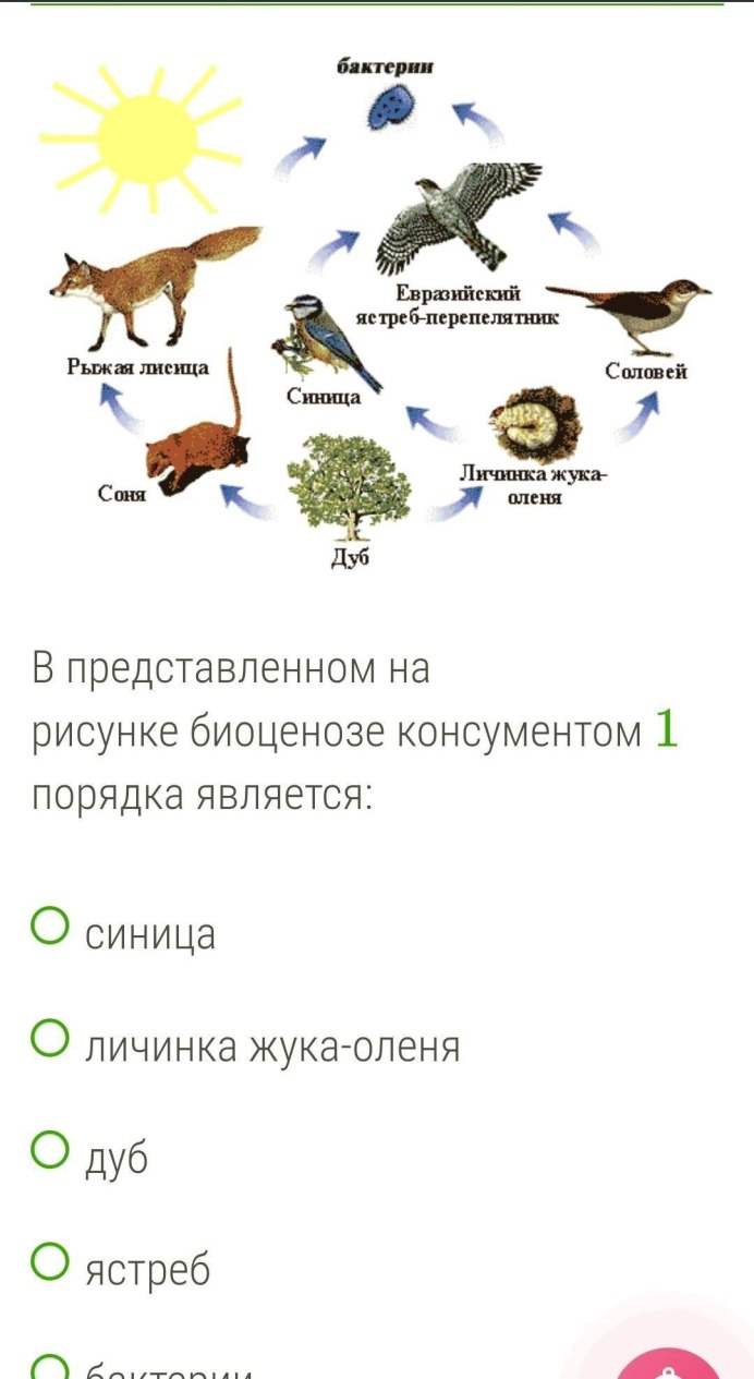 Кобчик пустельга