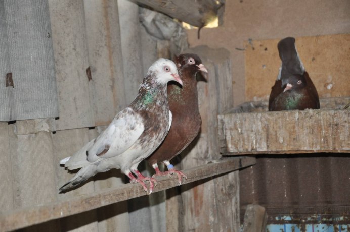 Американский голубь