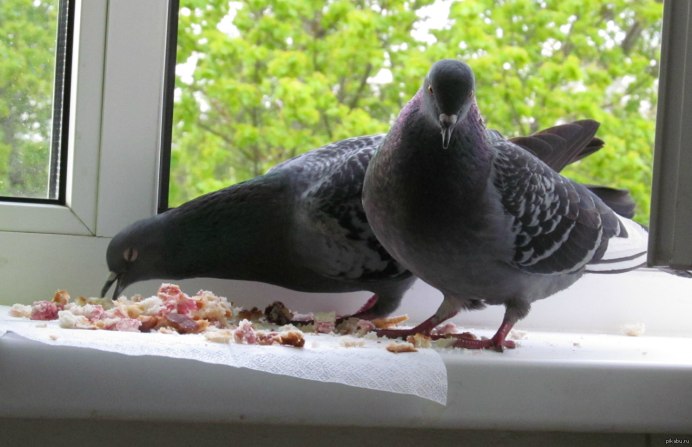 Ручной голубь