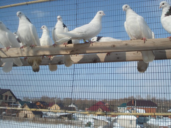 Чистопольские высоколетные голуби