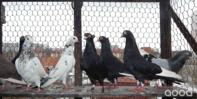 Голуби кормилки американцы