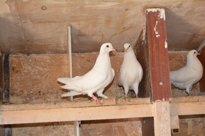 Разведение голубей