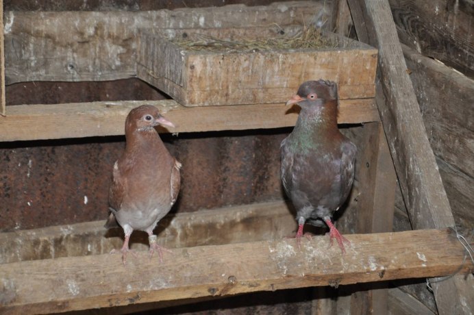 Голуби кормилки