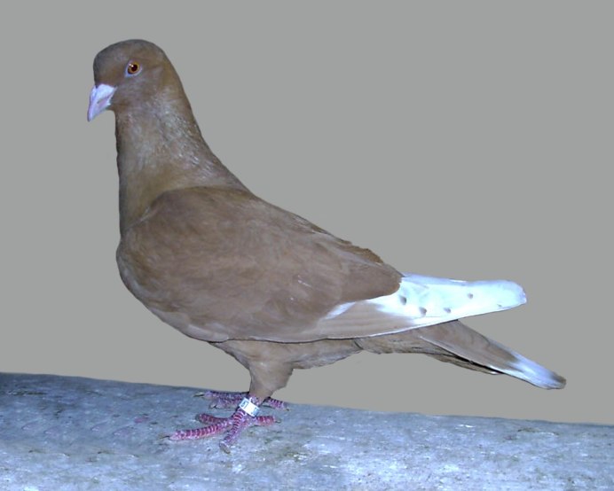 Голуби порода американцы