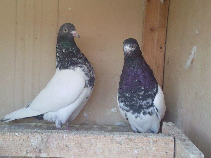 Саксонский Брюстер голубь