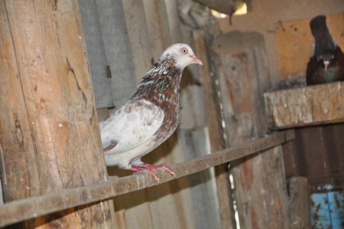 Голуби кормилки американцы