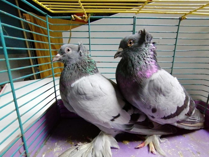 Голуби Шмелева Домодедово