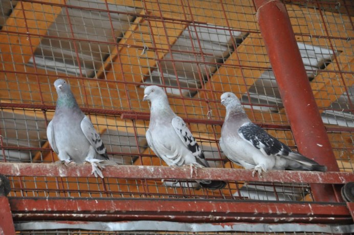 Голуби Кузбасса бойные