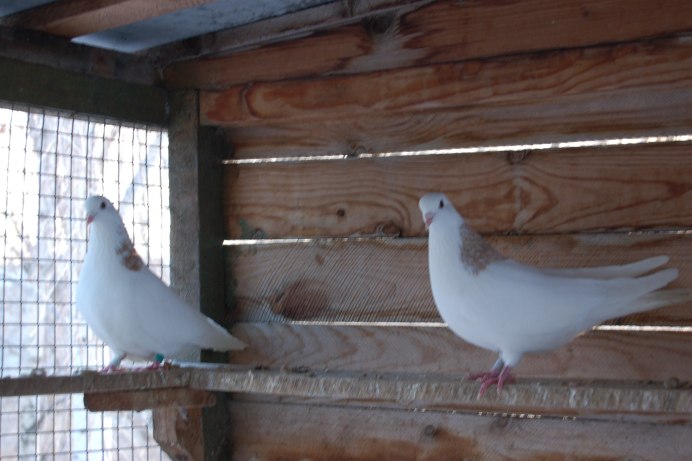 Высоколётные голуби Казани