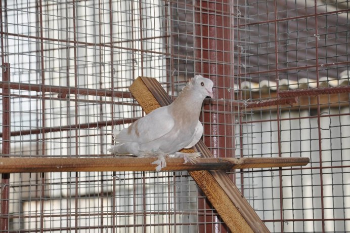 Голуби капуцины