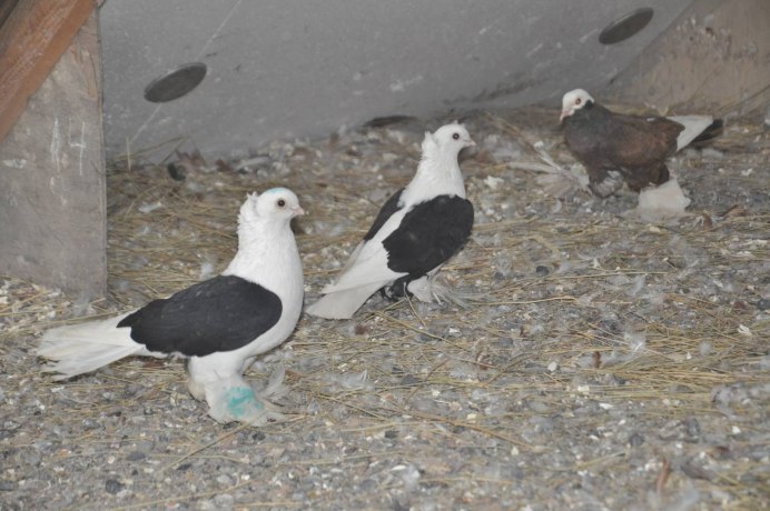 Чернохвостые бойные голуби