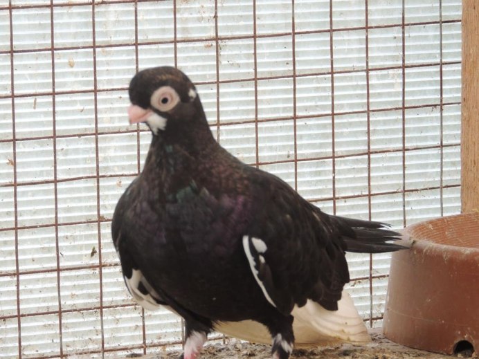 Орловский Бородун порода голубей