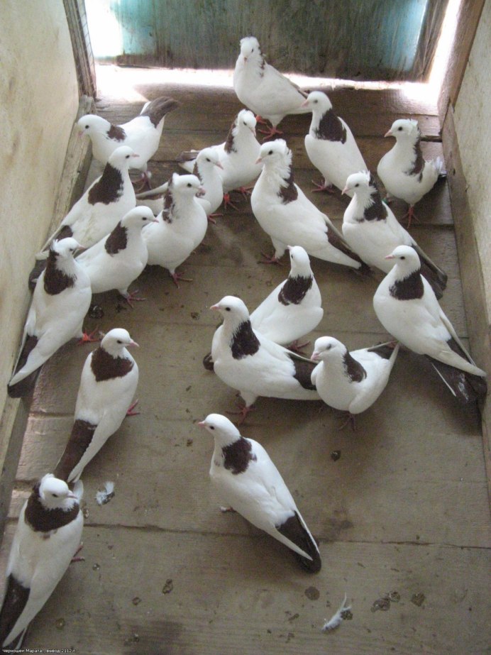 Голуби бакинцы шейки