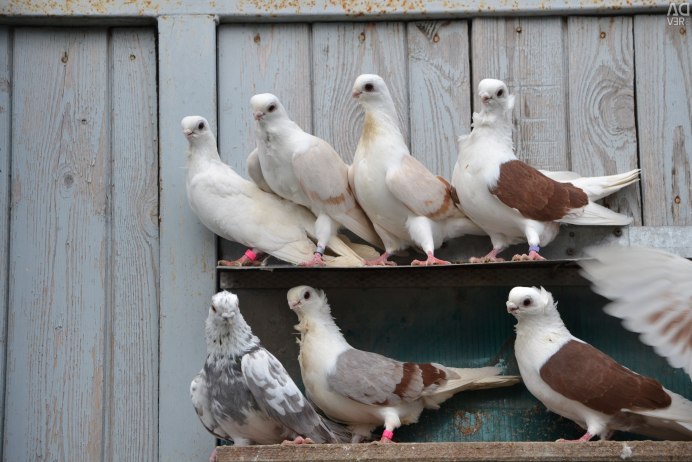 Голуби Анатолийская Чайка