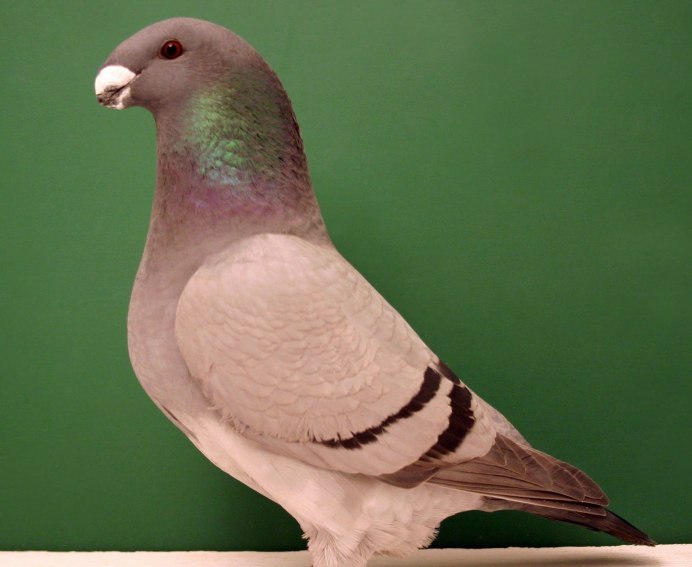 Американская порода голубей