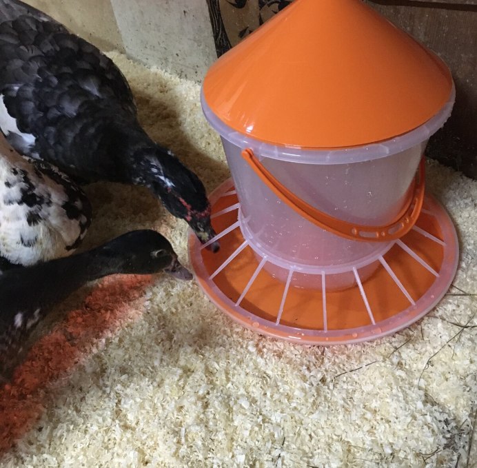 Пластиковые кормушки для кур