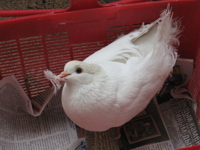 Голубь пикабу