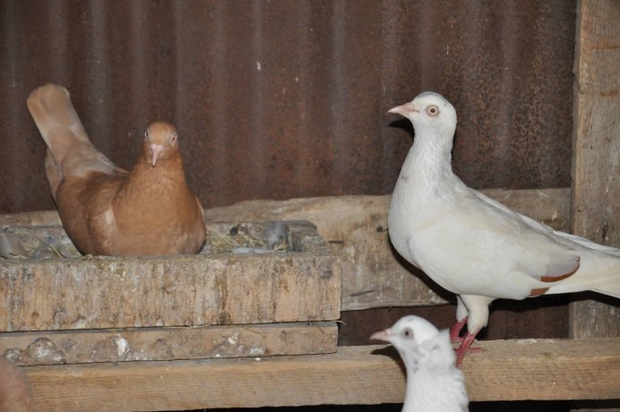 Голуби польский Турман