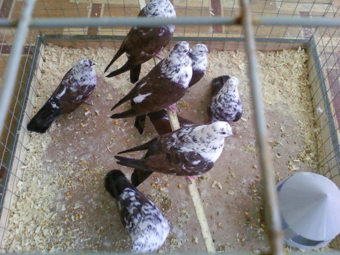 Голуби Мурые николаевские