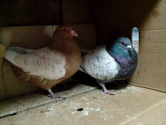 Польская Рысь голуби