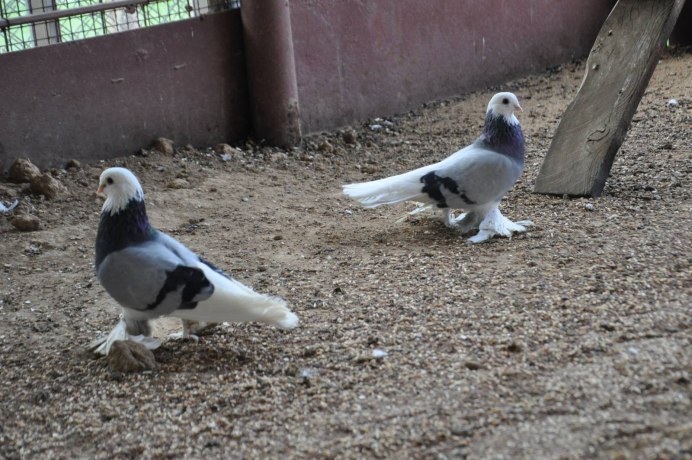 Армавирские бойные голуби
