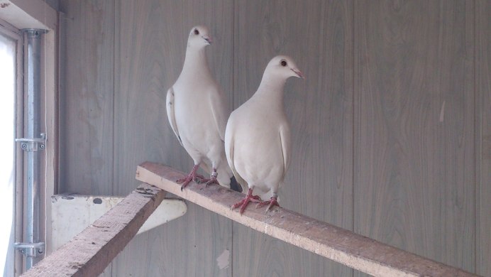 Таджикские бойные белые голуби