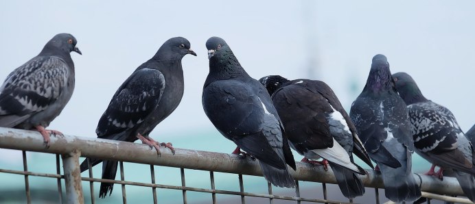 Голуби в Америке