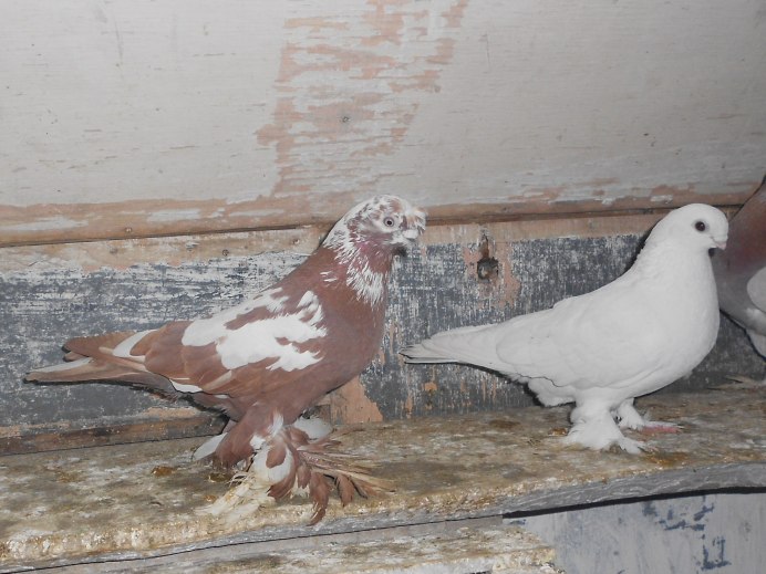 Маргиланские голуби