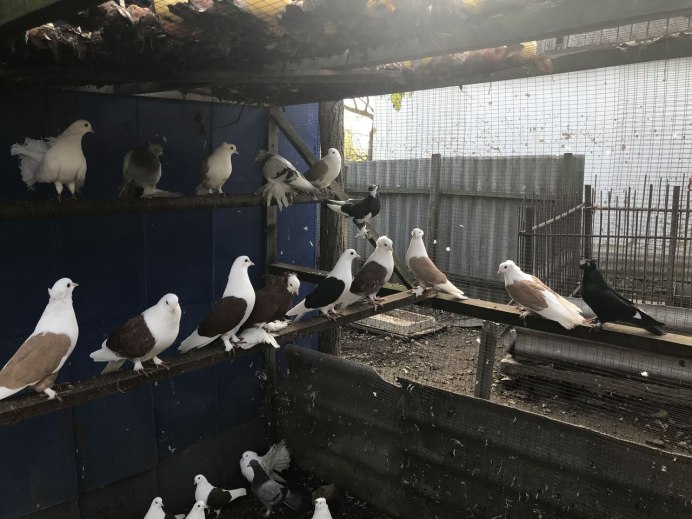 Недорогие голуби