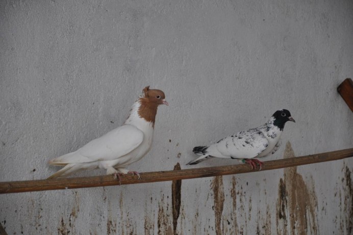 Иранские бойные голуби