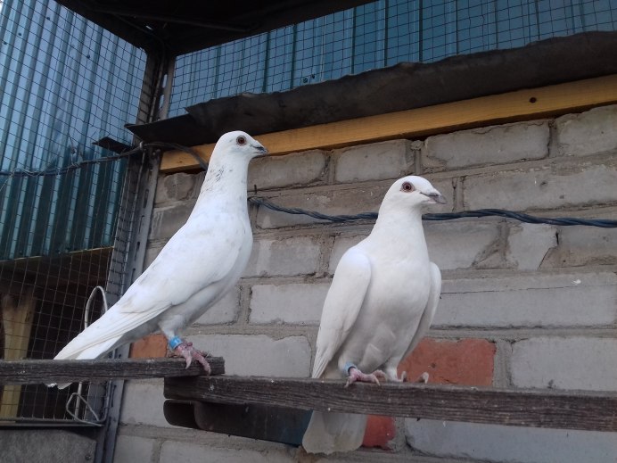 Почтовые голуби румыны