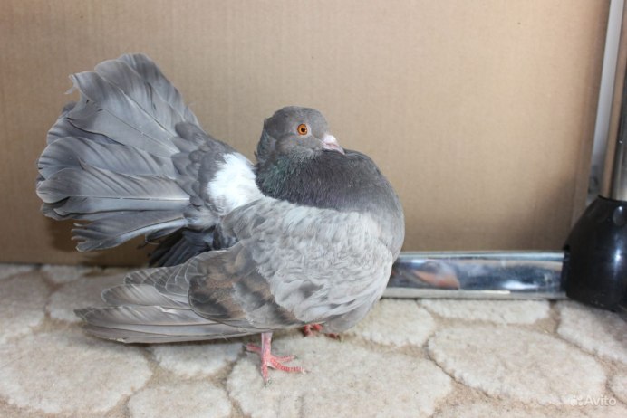 Голубь павлиний Рябенький