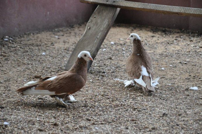 Голуби Модены