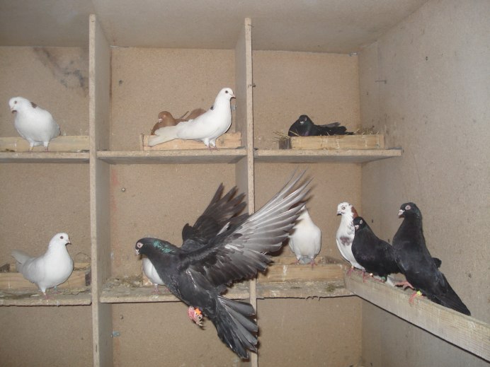 Чистопольские высоколетные голуби